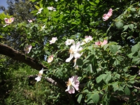 Portella_Calanna - Cistus_salvifolius_20110605 070.jpg